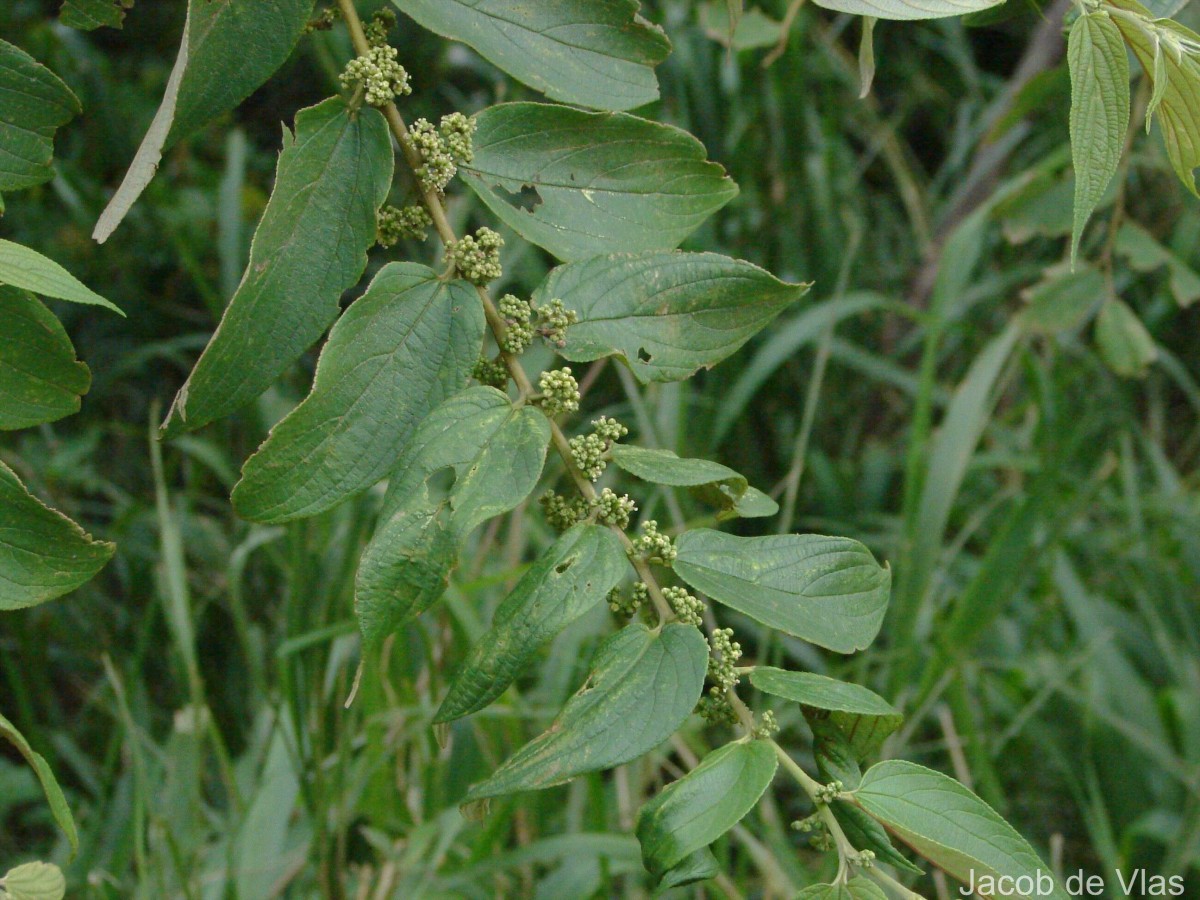 Trema orientale (L.) Blume
